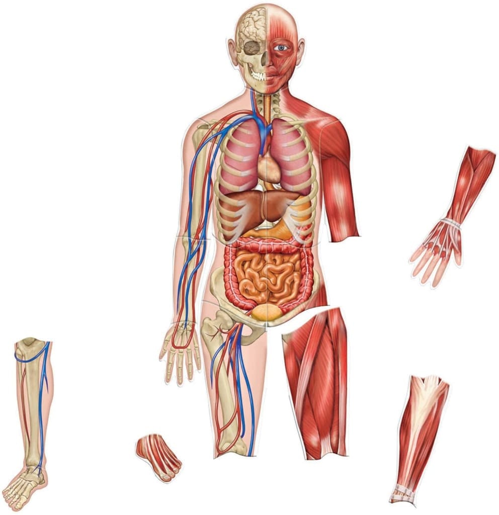 Learning Resources 3-Foot Double-Sided Magnetic Human Body: $20 Learning Resources 3-Foot Double-Sided Magnetic Human Body: $20