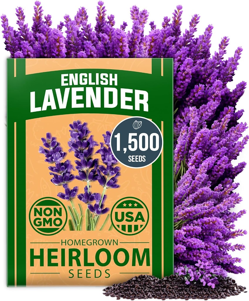 1,500+ English Lavender Seeds: $6.99 1,500+ English Lavender Seeds: $6.99