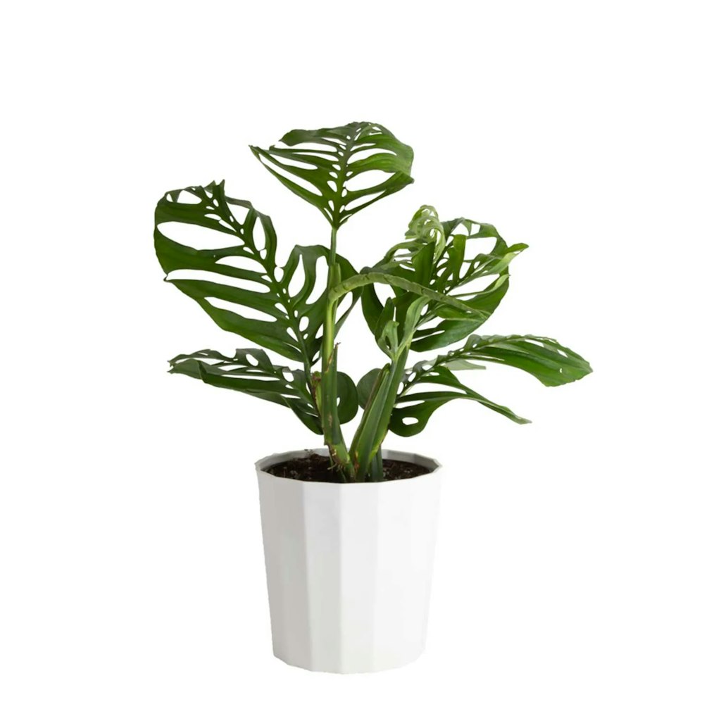 Costa Farms 10" Monstera Esqueuleto Houseplant: $55