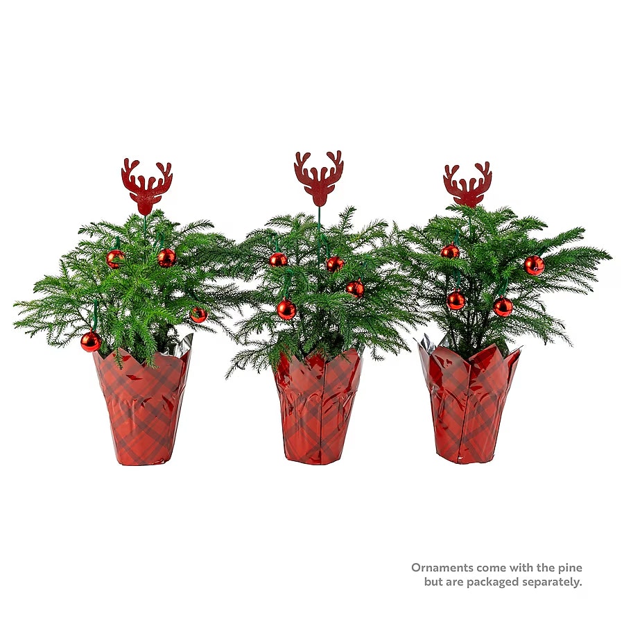 Live Plant Deals at Lowe's: Up to 50% off Live Plant Deals at Lowe's: Up to 50% off
