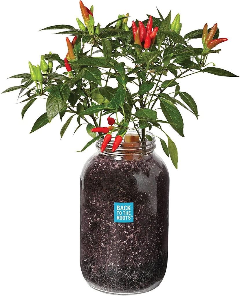 Back to the Roots Non-GMO Chili Planter: $20 Back to the Roots Non-GMO Chili Planter: $20