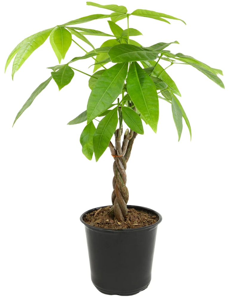 Indoor Plants at Lowe's: 25% off Indoor Plants at Lowe's: 25% off