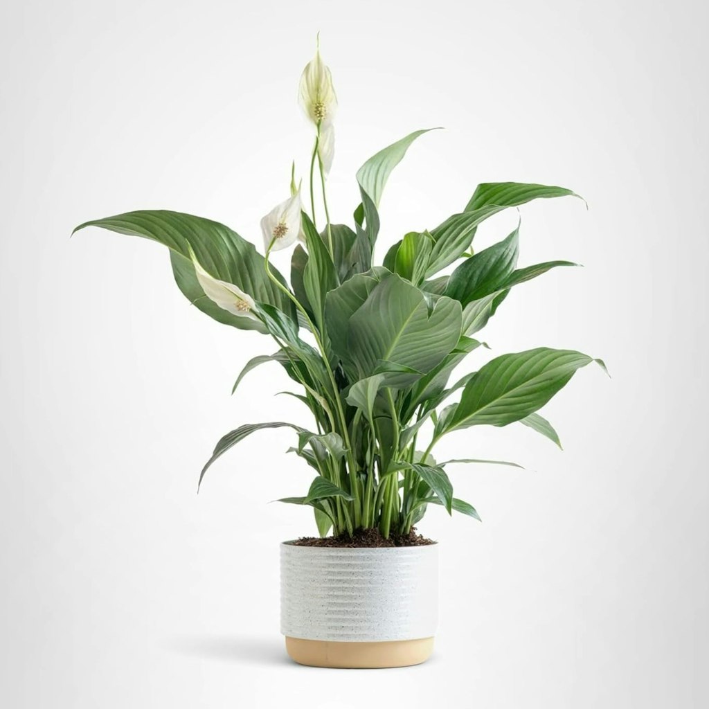 Costa Farms 15" Peace Lily Plant: $18