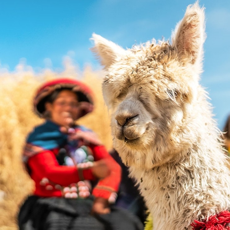 7-Night Peru Flight, Hotel, and Machu Picchu Vacation: From $999 per person 7-Night Peru Flight, Hotel, and Machu Picchu Vacation: From $999 per person