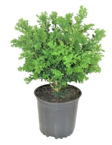 Landscaping & Live Goods at Home Depot: Up to 49% off Landscaping & Live Goods at Home Depot: Up to 49% off