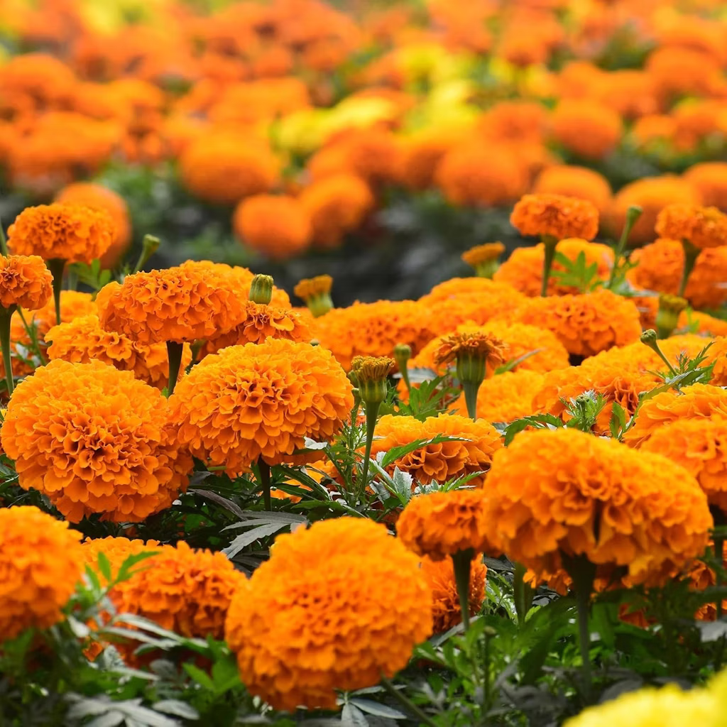 9500+ Marigold Seeds: $7.30 via Sub. & Save 9500+ Marigold Seeds: $7.30 via Sub. & Save