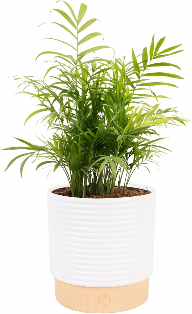 Costa Farms Medium Parlor Palm Live Plant in Decorative Pot: $22