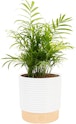 Costa Farms Medium Parlor Palm Live Plant in Decorative Pot for $22 + free shipping w/ Prime