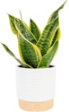 Costa Farms Snake Plant for $17 + free shipping w/ Prime