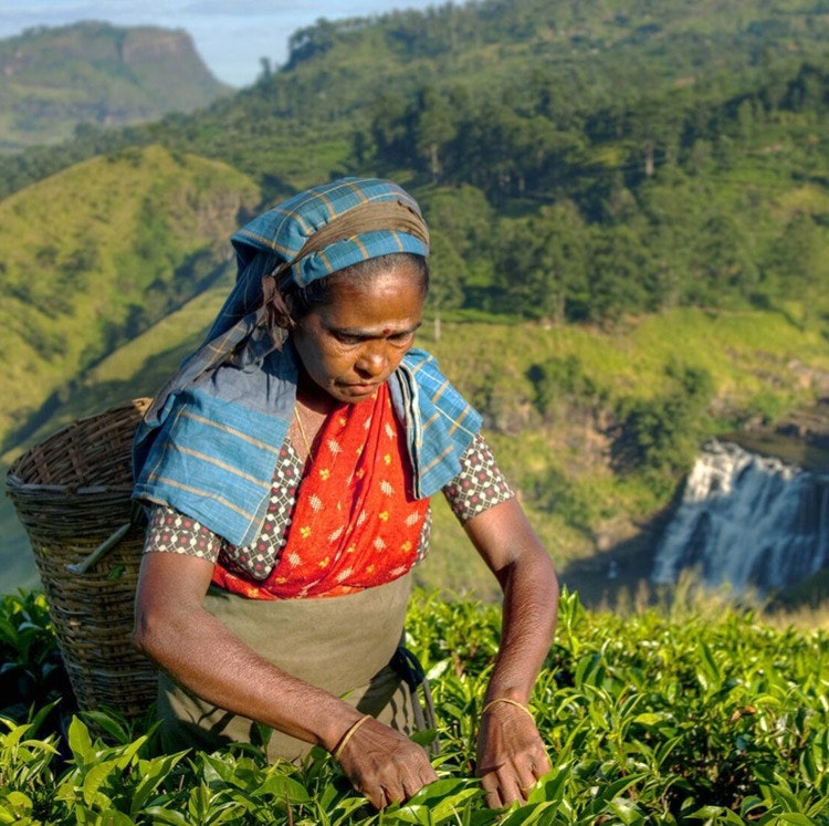 14-Night Sri Lanka Hotel, Tour & Train Vacation: From $6,860 for 2