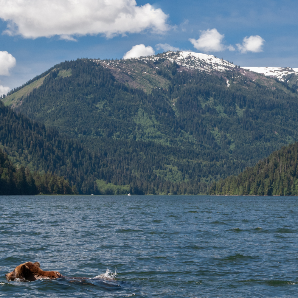 Holland America 18-Night Great Bear Rainforest & Alaska Cruise: From $4,398 for 2