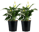 Costa Farms Plants at Lowe's: Up to 50% off + free shipping w/ $35