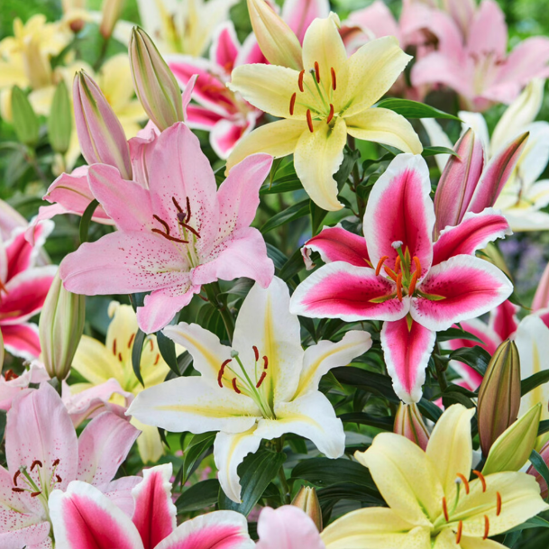 Garden State Bulb Oriental Lily 10-Count Mixed Flower Bulbs: $20