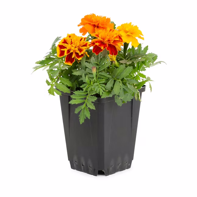 Lowe's Multicolor French Marigold in 1-Pint Pot: $1.50