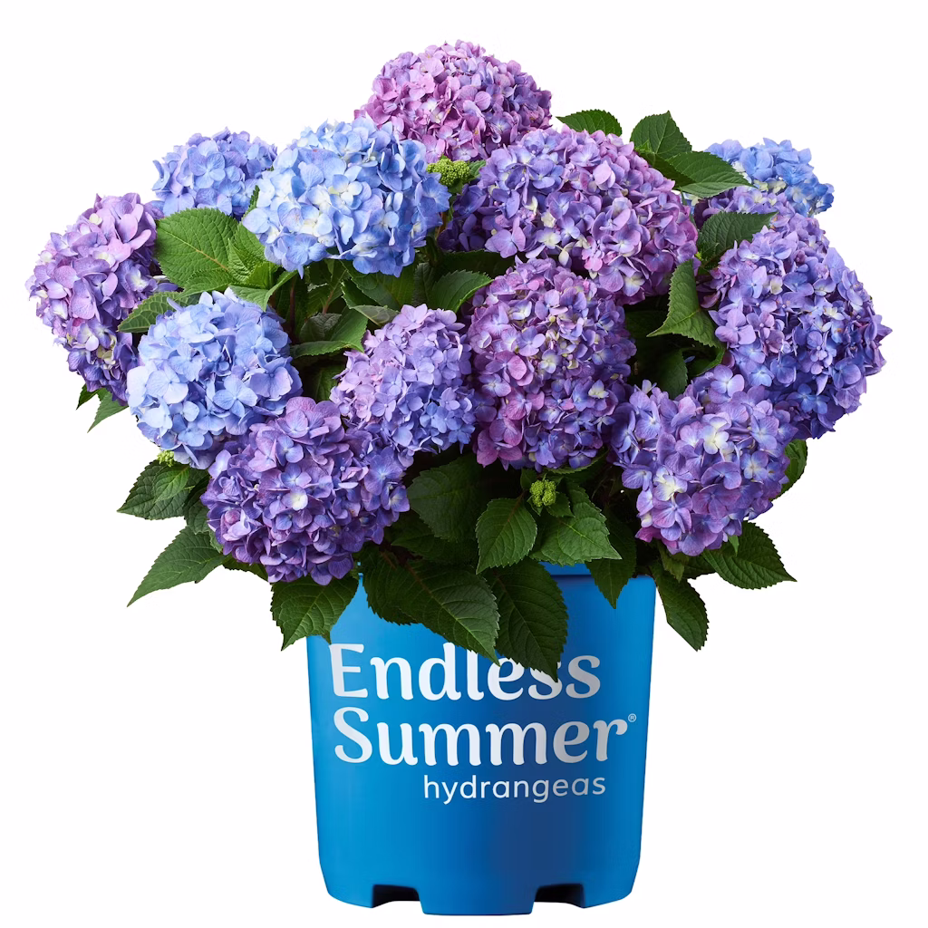 Endless Summer BloomStruck Reblooming Hydrangea Live Shrub: $15