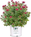 Proven Winners 2-Gallon Double Play Doozie Spirea Shrub for $26 + free shipping