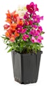 Lowe's Spring Into Savings Plant Deals for From $1 + free shipping w/ $35