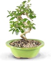 Brussel's Bonsai Live Fukien Tea Bonsai Tree for $20 + free shipping w/ Prime
