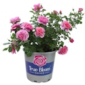 Pot Plants at Lowe's: Up to 30% off + free shipping w/ $35