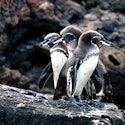 6-Night Galapagos Guided Yacht Vacation for From $7,642 for 2