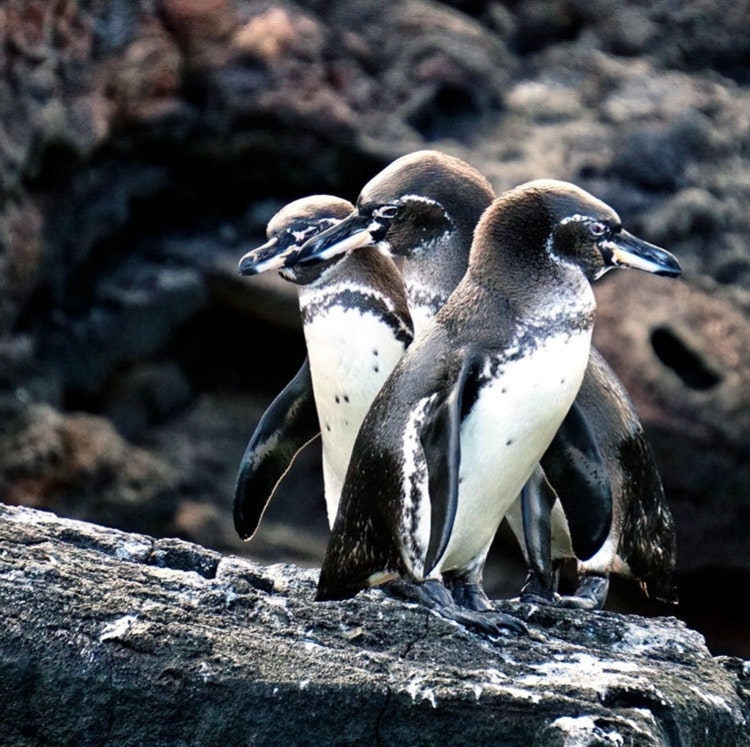 6-Night Galapagos Guided Yacht Vacation: From $7,642 for 2