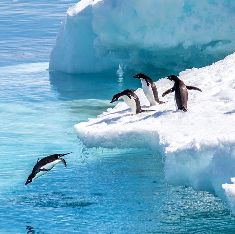 11-Night Antarctica Expedition Vessel Vacation: From $15,836 for 2