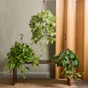 House Plant Deals of the Day at Lowe's: Up to 25% off + free shipping