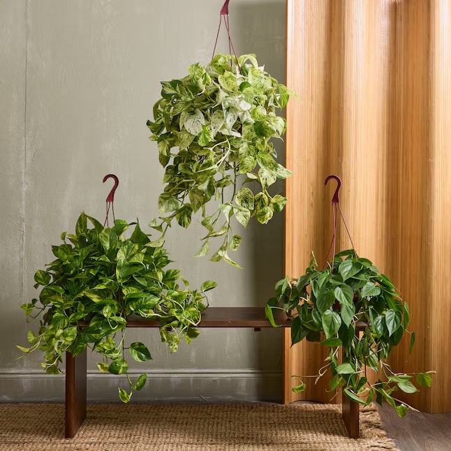 House Plant Deals of the Day at Lowe's: Up to 25% off