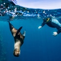11-Night Ecuador, Amazon, and Galapagos Flight, Hotel, and Tour Vacation for From $4,498 for 2