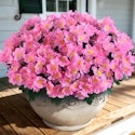 Artificial Camellia 8-Pack for $10 + free shipping w/ Prime