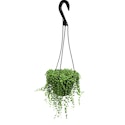 Plants, Bulbs & Seeds Deals at Lowe's: 30% off + free shipping