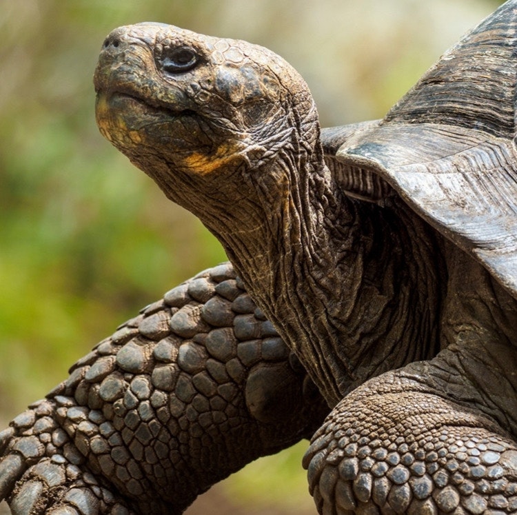 17-Day Amazon and Galapagos Islands Flight and Tour Vacation: From $8,032 for 2