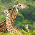 10-Night South Africa Flight and Guided Tour Vacation for From $6,042 for 2