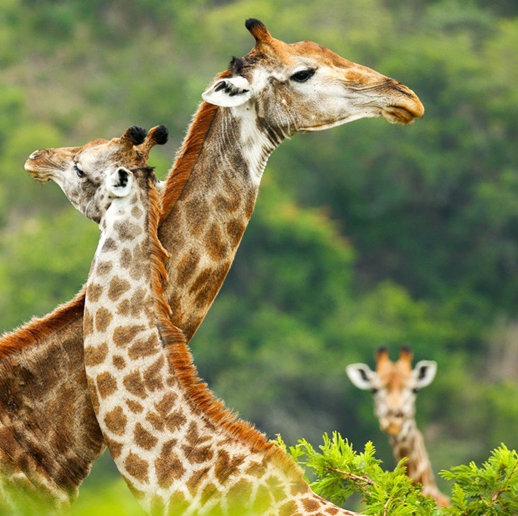 10-Night South Africa Flight and Guided Tour Vacation: From $6,042 for 2
