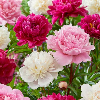 Plant, Bulb & Seed Deals at Lowe's: 25% off everything