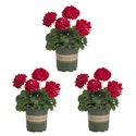 Metrolina Greenhouses Red Geranium in 2-Quart Pot 3-Pack for $36 + free shipping