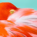 Oceania 14-Night New York to Miami Caribbean Cruise for From $10,030 for 2