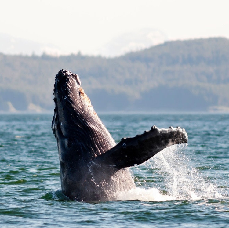 Oceania 16-Night Alaska & Hawaii Cruise: From $7,820 for 2