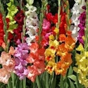 Walmart Live Plants & Planters Savings: Up to 50% off + free shipping w/ $35