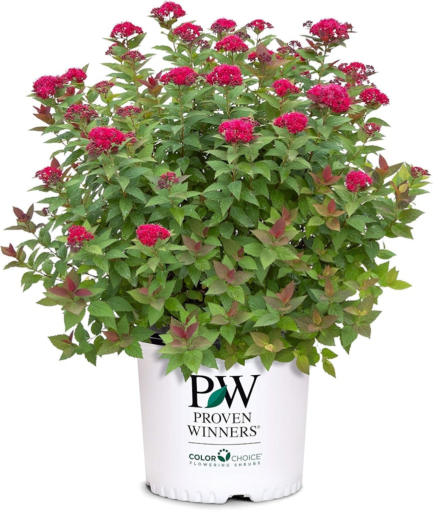  Proven Winners 2-Gallon Double Play Doozie Spirea Shrub : $26
