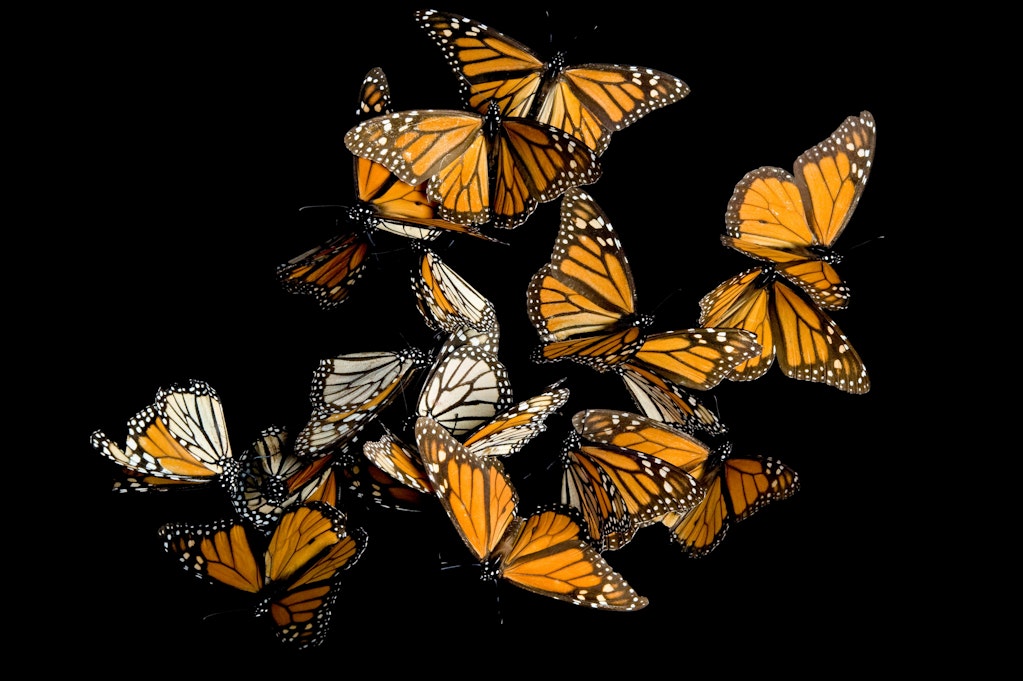 Pollinator Seed Packet: Free 