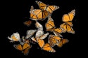 Pollinator Seed Packet: Free