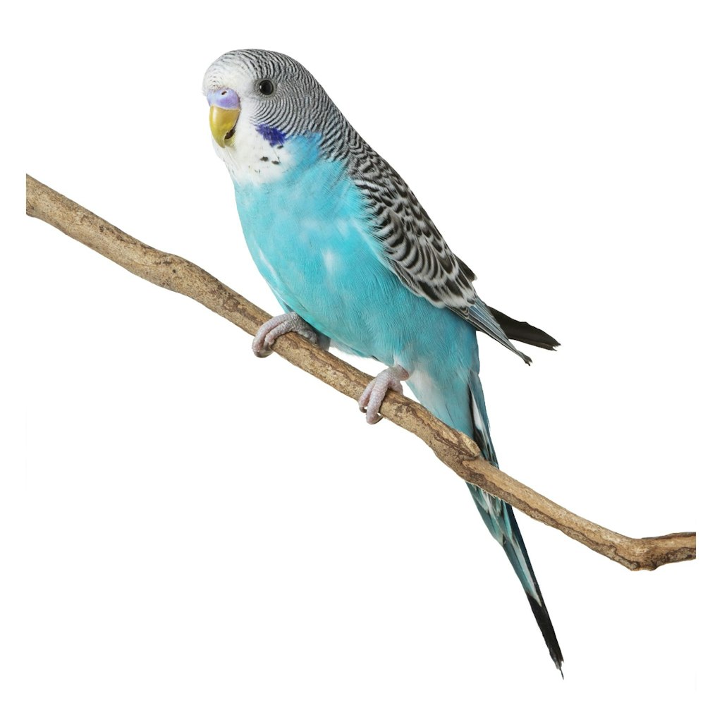 PetSmart Anything for Birds Month Sale: Up to 50% off