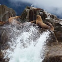 Holland America 18-Night Great Bear Rainforest and Alaska Explorer Cruise for From $4,398 for 2