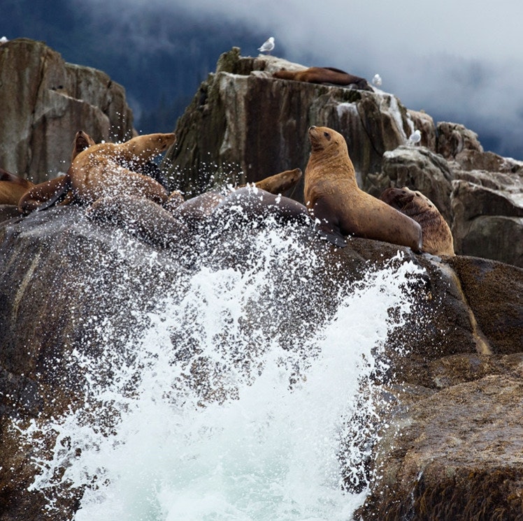 Holland America 18-Night Great Bear Rainforest and Alaska Explorer Cruise: From $4,398 for 2