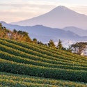 Princess 10-Night Japan Explorer Cruise for From $2,558 for 2