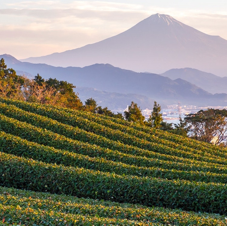 Princess 10-Night Japan Explorer Cruise: From $2,558 for 2