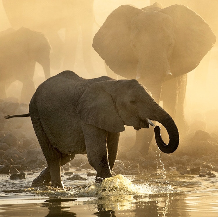 7-Night South Africa Safari, Cape Town Flight, Hotel & Tour Vacation: From $9,998 for 2
