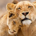 10-Night South Africa Flight, Hotel, and Safari Vacation for From $10,998 for 2