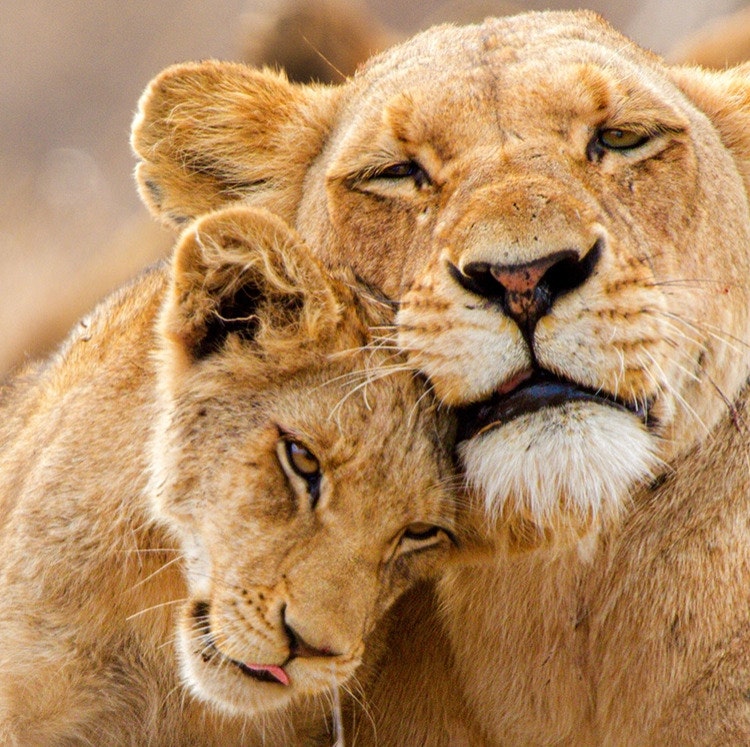 10-Night South Africa Flight, Hotel, and Safari Vacation: From $10,998 for 2